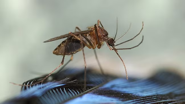 Eastern Equine Encephalitis_ A Public Health Concern in New York